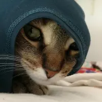 Axel