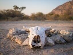 cráneo-blanco-de-la-vaca-delante-del-círculo-roca-fuego-campo-en-el-desierto-kalahari-botswana-áfrica-115448231