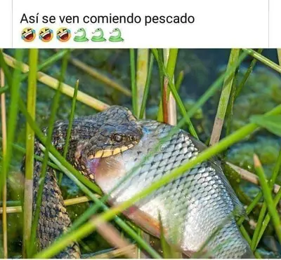 FB_IMG_1681027431958
