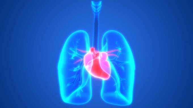 672361238 - 3D Illustration of Human Body Organs (Lungs with Heart Anatomy)
